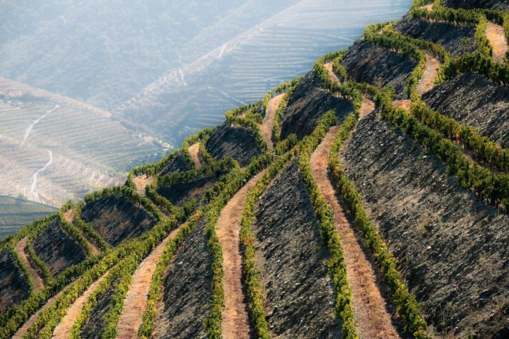 Douro Valley vineyards