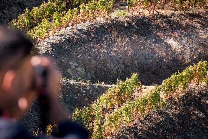 Photographing the vineyards