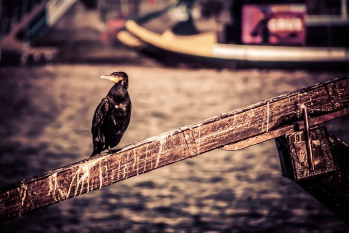 A bird in Douro river
