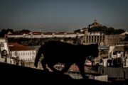 Pictury Porto Photo Tour