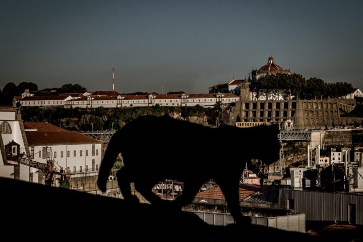 Cat silhouette in Porto's cityscape