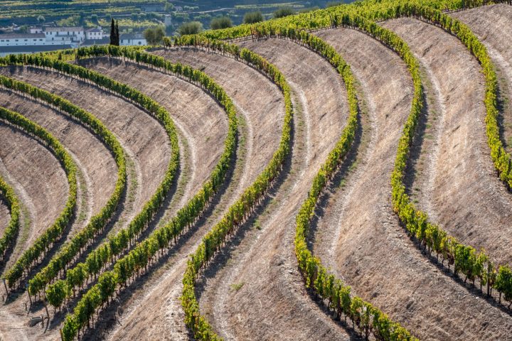 Quinta-Roêda-Douro-Vinhateiro