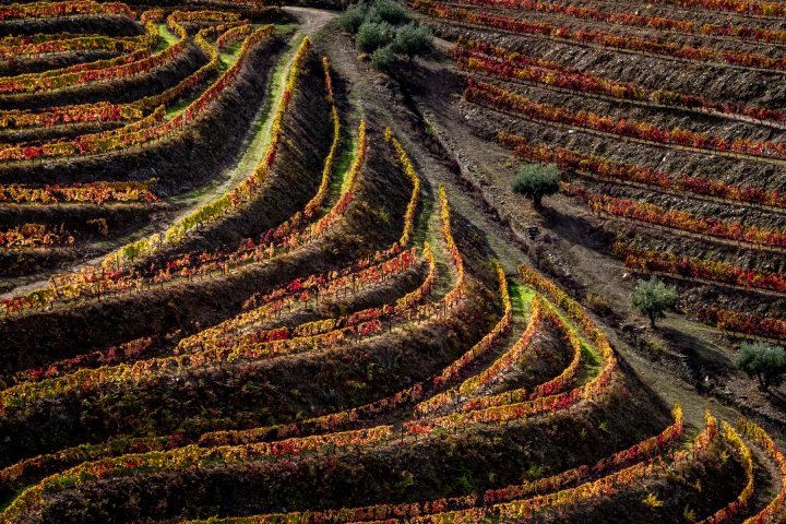 Douro-Valley-Vineyards-Portugal