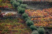 Douro-Valley-Vineyards