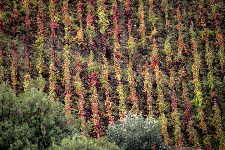 Douro-Valley-Vineyards