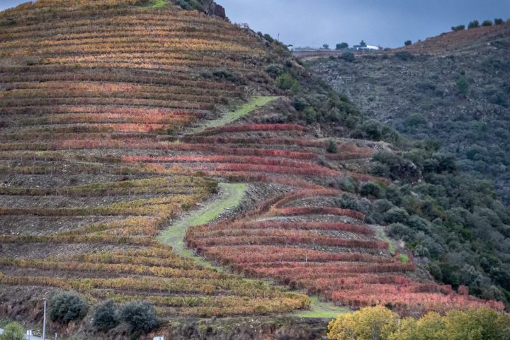 Douro-Valley-Vineyards-Portugal