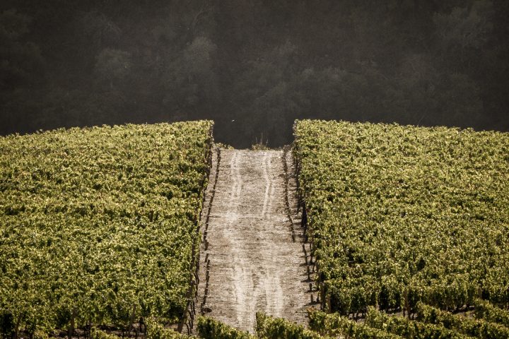 Douro-Valley-Vineyards-Portugal