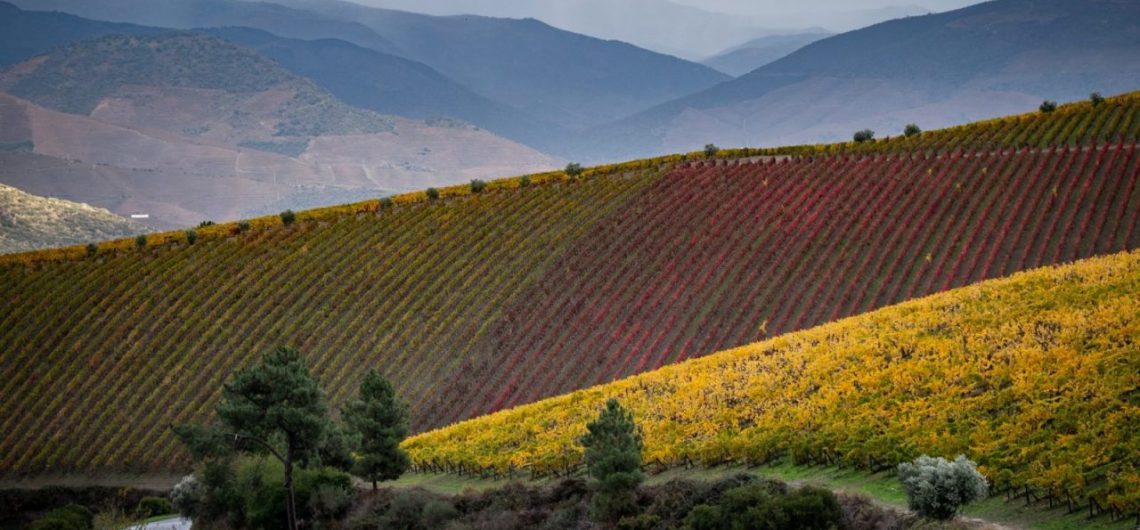 Douro-Valley-Vineyards