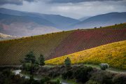 Douro-Valley-Vineyards