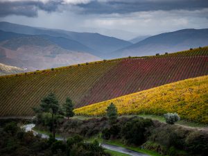 Douro-Valley-Vineyards