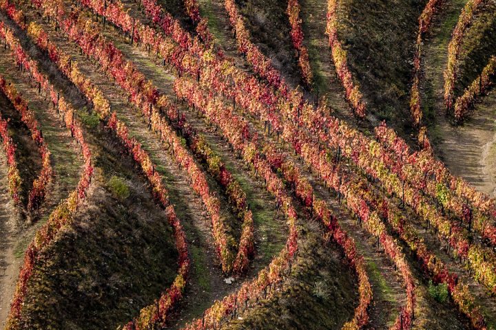 Douro-Valley-Vineyards