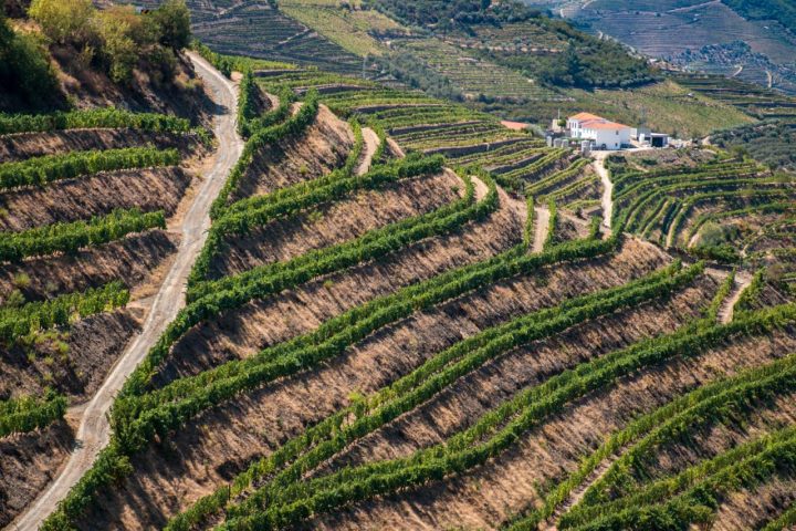 Vineyards Douro Valley Portugal