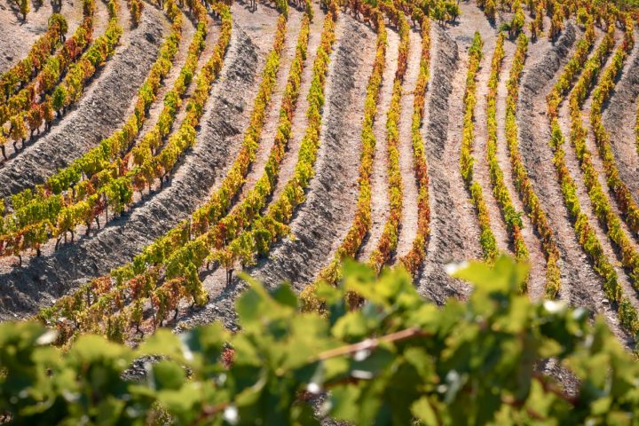 Vineyards Douro Valley