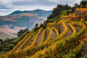 Douro Valley