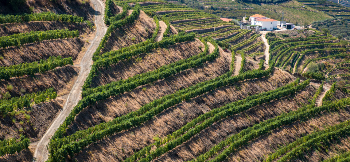 best vineyards in douro valley