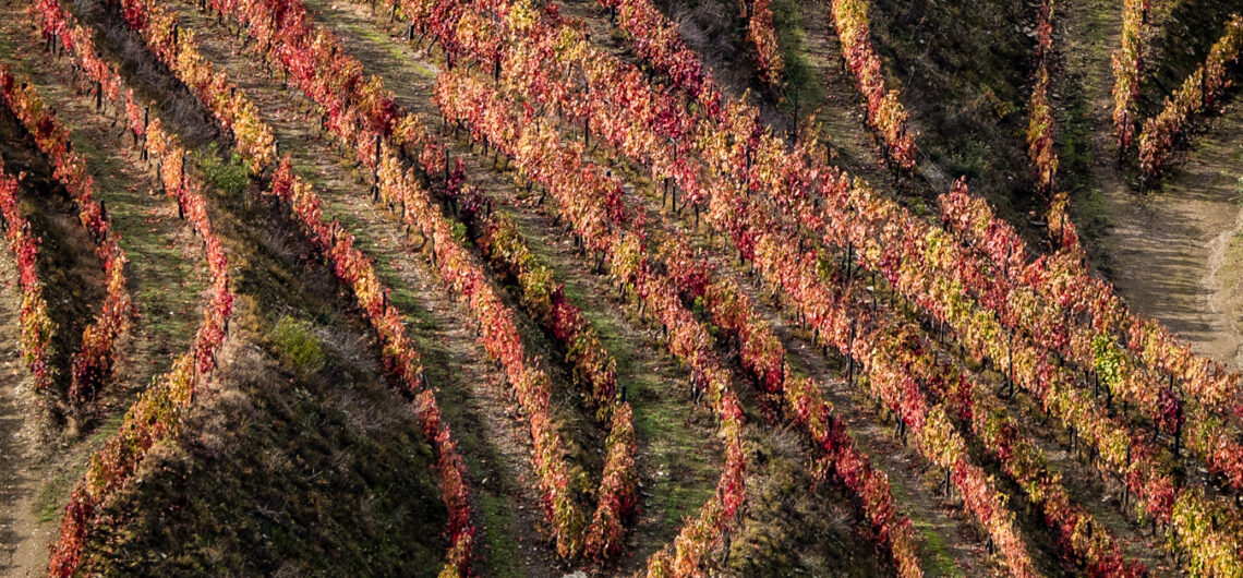 Vineyard Photography