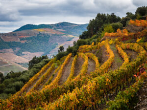 Autumn Douro Valley